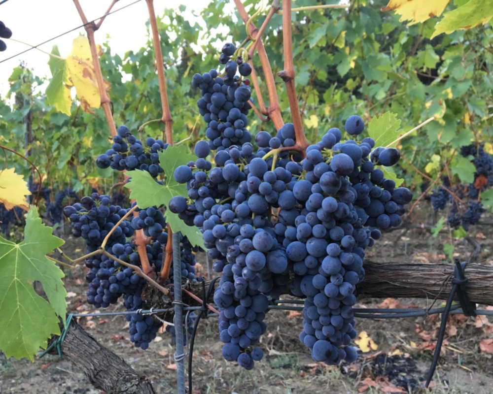 The grapes of Carmignano