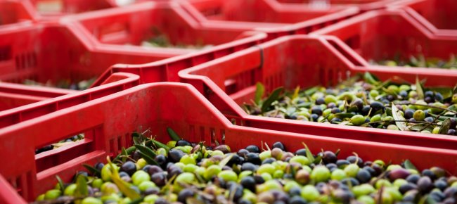 Oliven: der Rohstoff für das Olio Toscano IGP