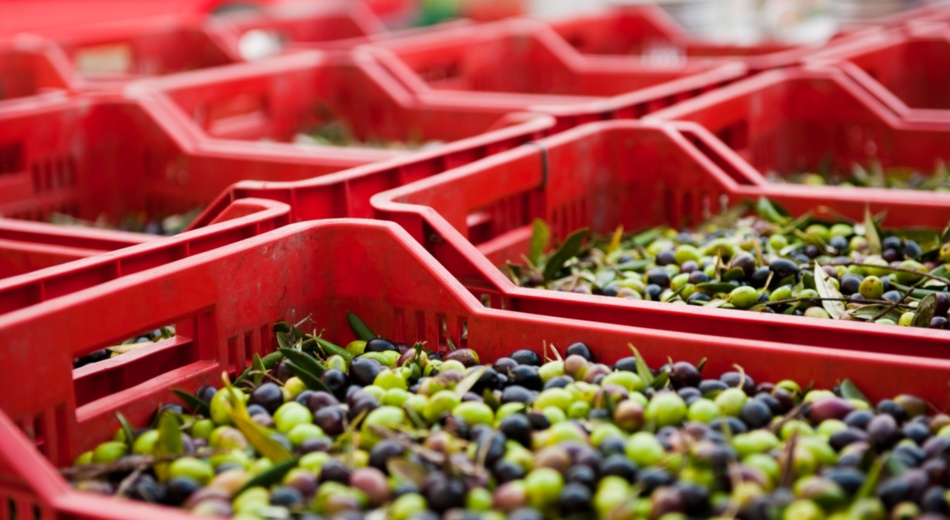 Olives: quality raw material for PGI Tuscan Olive Oil