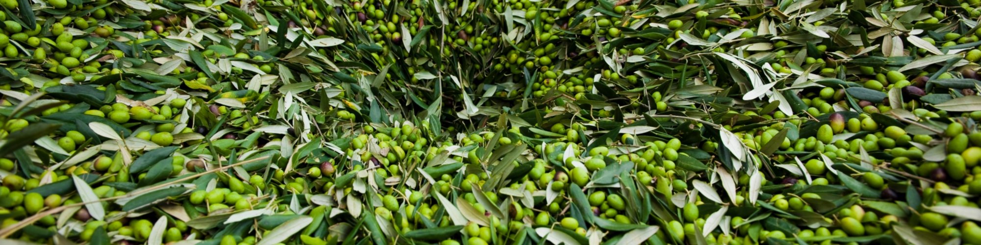 Oliven, aus denen toskanisches IGP-Öl hergestellt wird