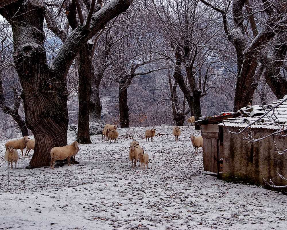 Sheeps in Arcidosso (Maremma)