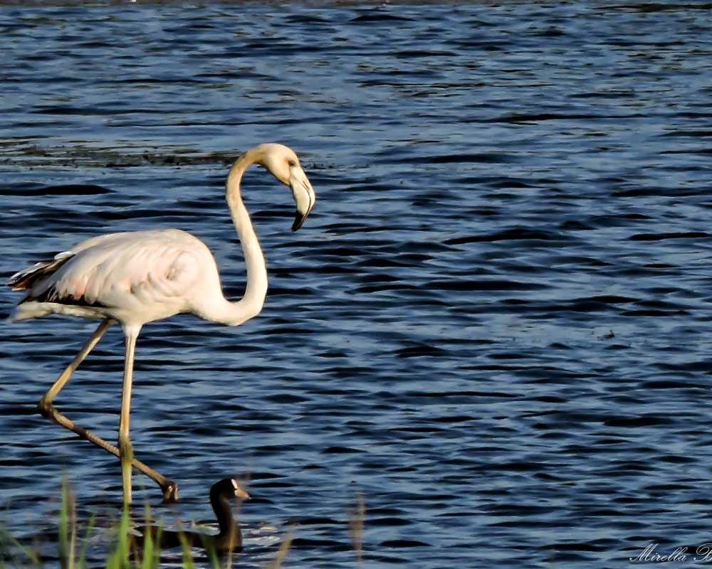 Flamingo in der Oase Bottagone