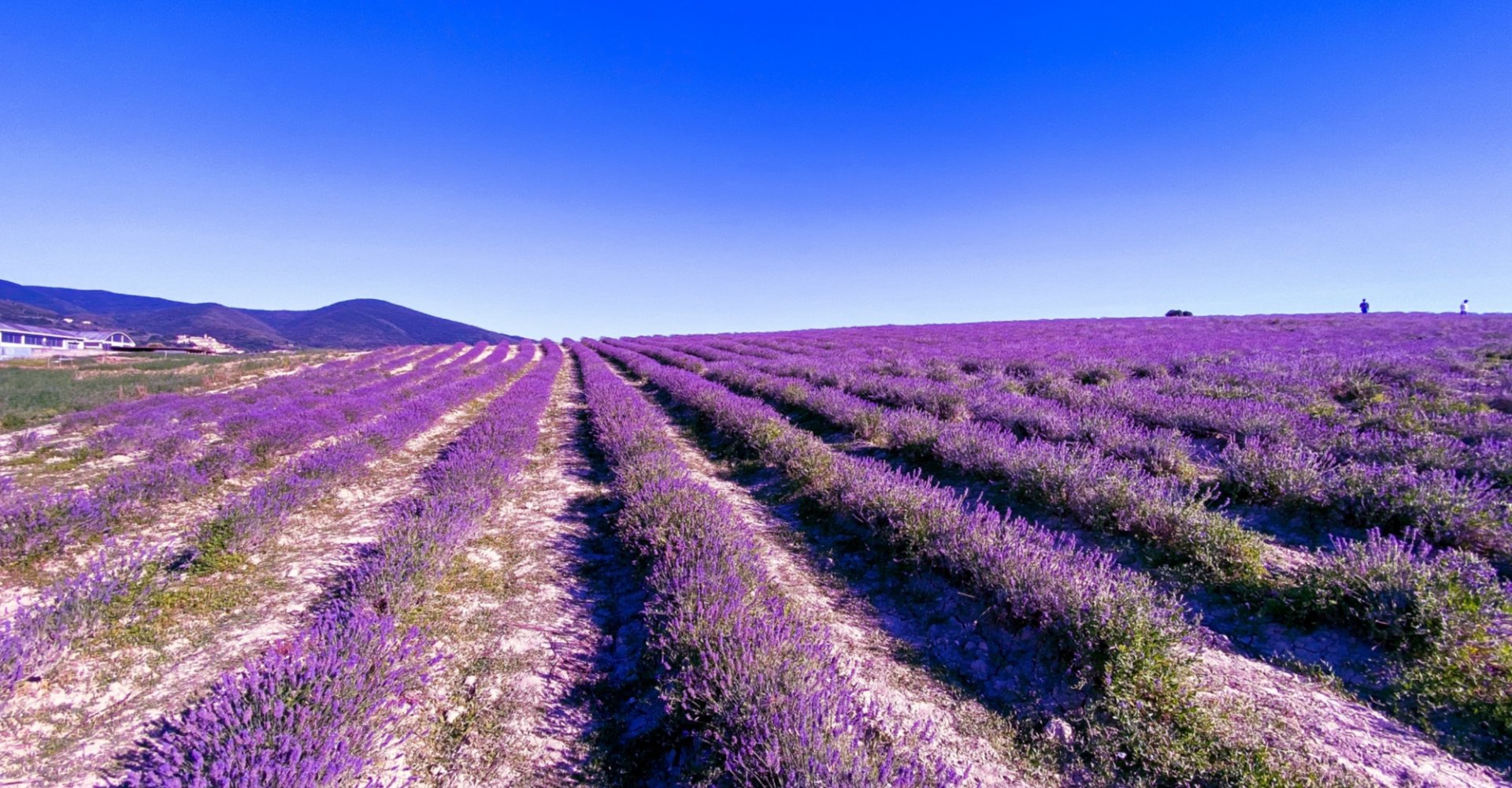 Lavender Fields in Santa Luce