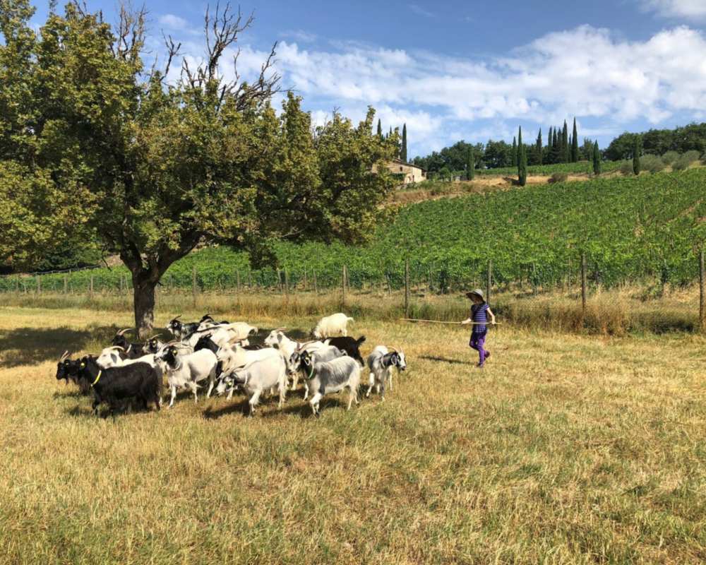Chianti Cashmere goat farm
