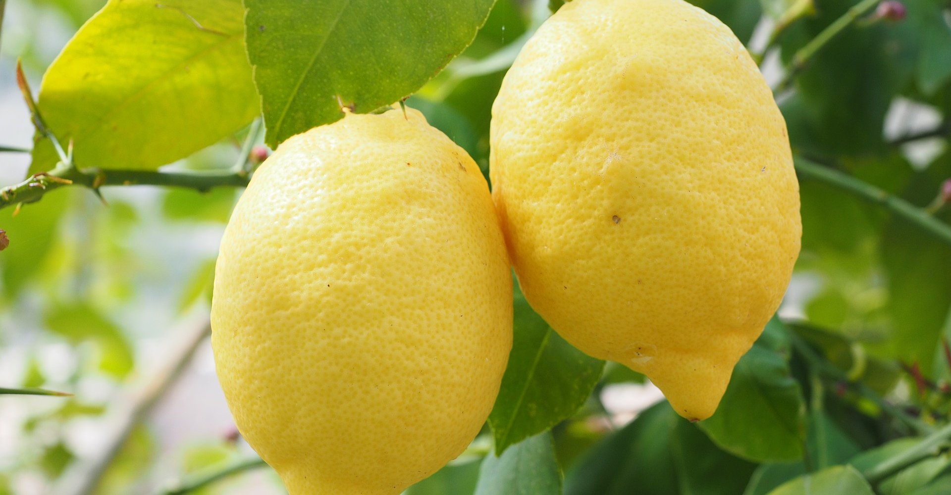 limoni-agrumi
