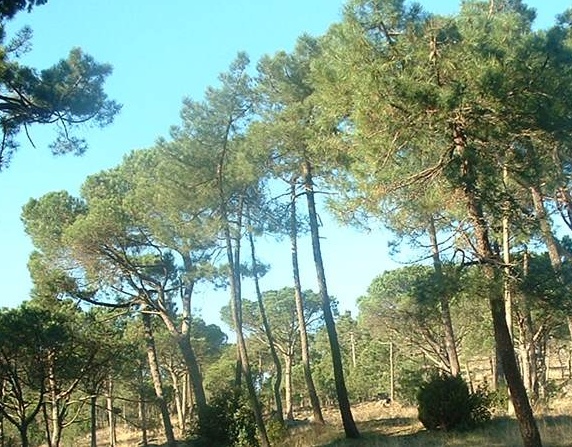 Parc de Galiceti