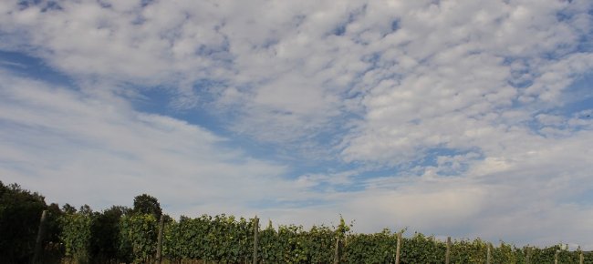 Sangiovese vineyards