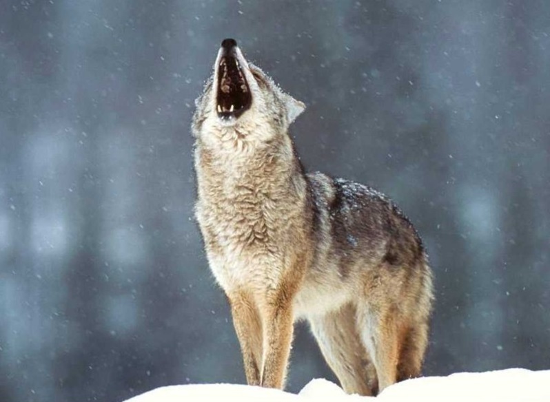 Der Wolf im Apennin-Nationalpark