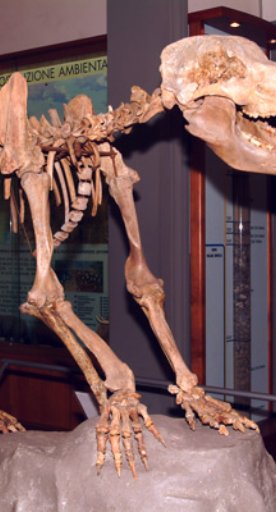 Museo Civico di Paleontologia in Empoli