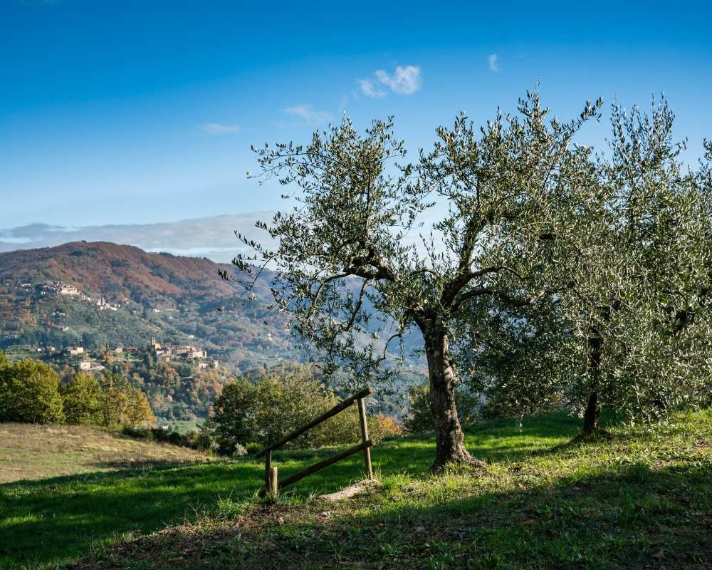 Olivenhaine in der Valdinievole