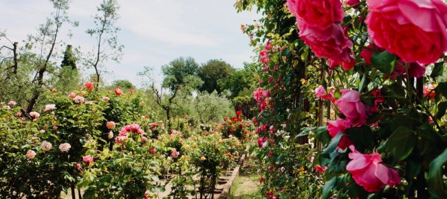 Fineschi Rose Garden in Cavriglia