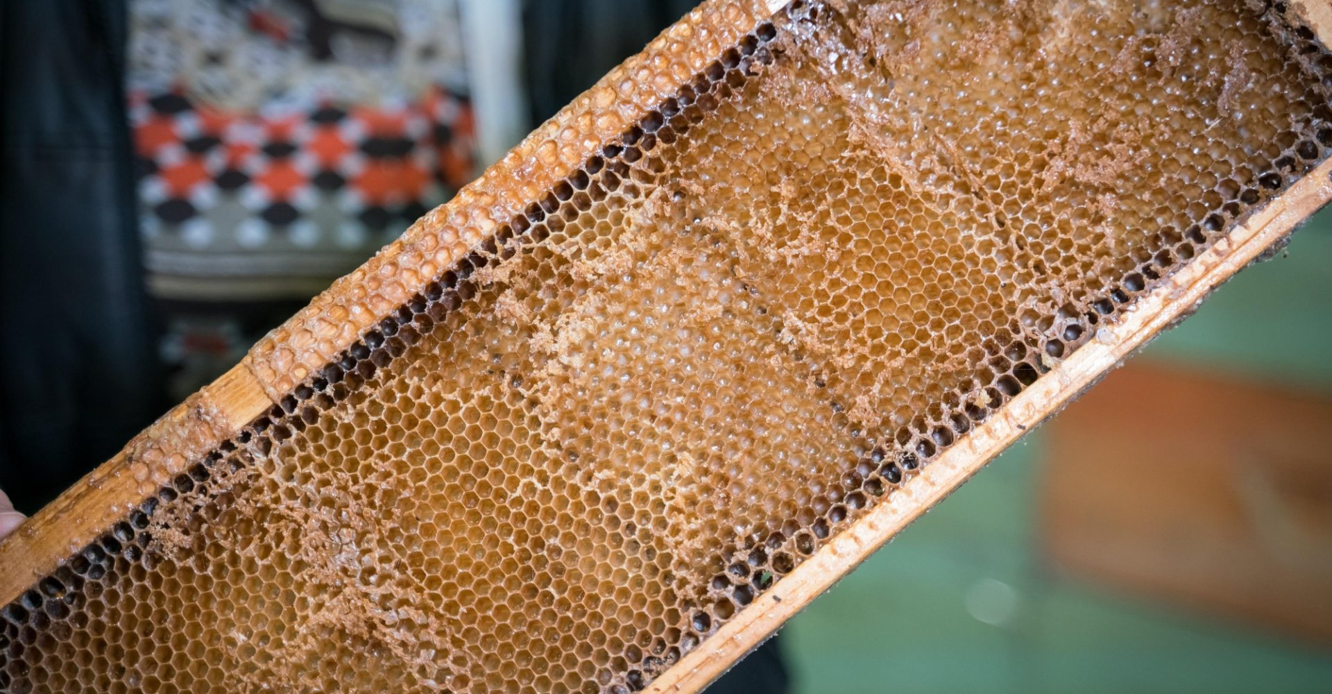 Colmena utilizada para la producción de la miel DOP Lunigiana