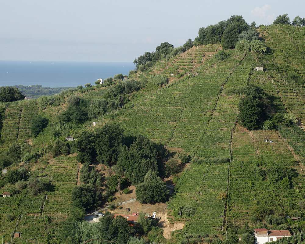 Vineyards in the Lunigiana area