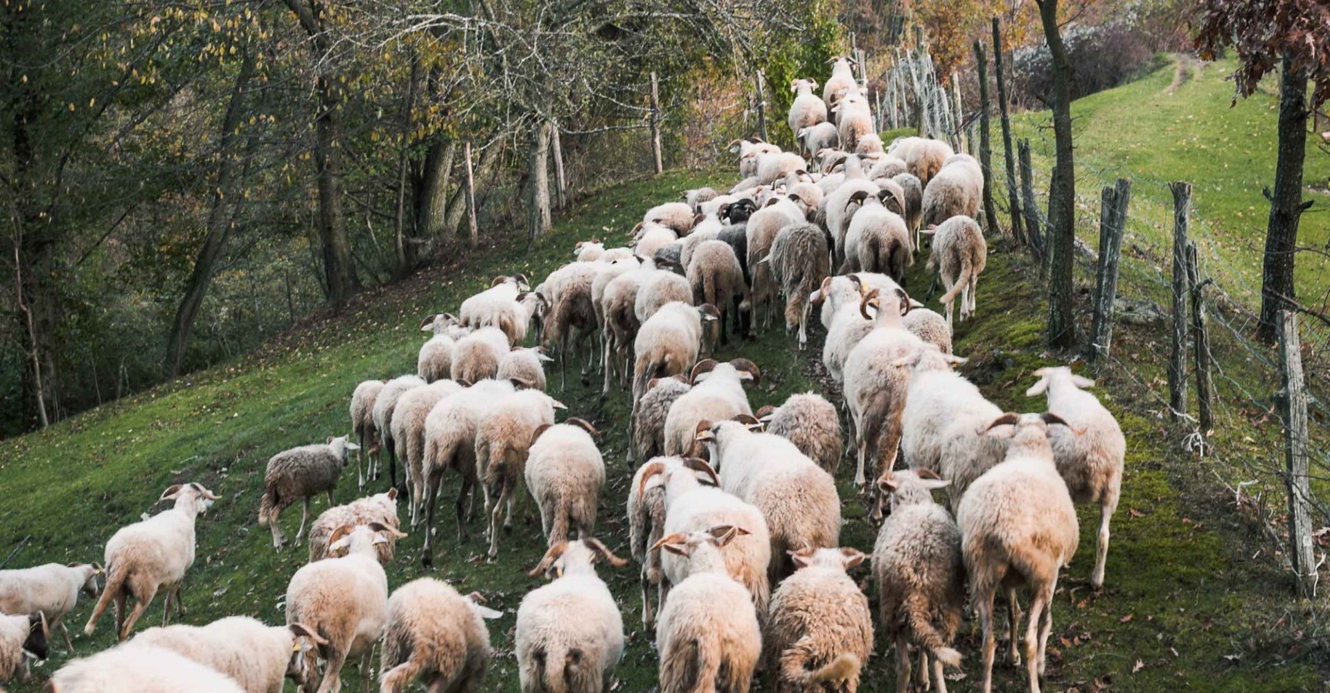 Zerasca breed of sheep